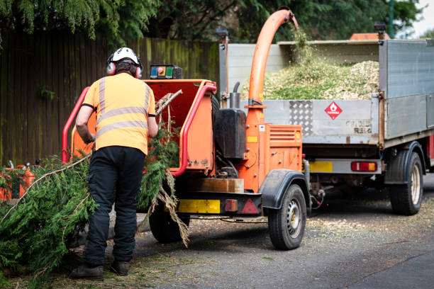 Best Emergency Tree Removal  in Minneota, MN